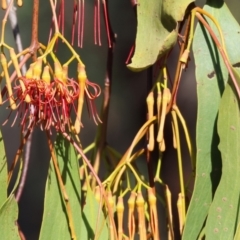 Amyema miquelii (Box Mistletoe) at Chiltern-Mt Pilot National Park - 16 Feb 2024 by KylieWaldon