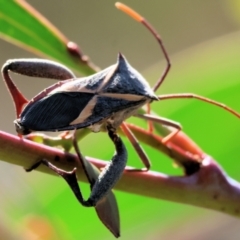 Mictis profana at Chiltern, VIC - 16 Feb 2024 by KylieWaldon