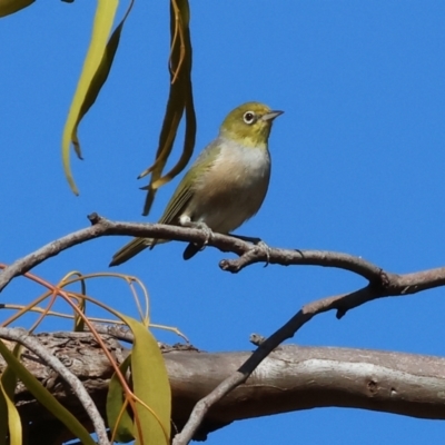 Zosterops lateralis (Silvereye) at Chiltern-Mt Pilot National Park - 16 Feb 2024 by KylieWaldon