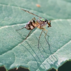 Unidentified Long-legged Fly (Dolichopodidae) at Yackandandah, VIC - 23 Feb 2024 by KylieWaldon