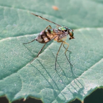 Unidentified Long-legged Fly (Dolichopodidae) at Yackandandah, VIC - 23 Feb 2024 by KylieWaldon