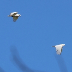 Cacatua galerita (Sulphur-crested Cockatoo) at Yackandandah, VIC - 24 Feb 2024 by KylieWaldon