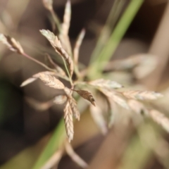 Unidentified Grass at Yackandandah, VIC - 23 Feb 2024 by KylieWaldon