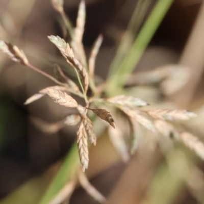 Eragrostis (genus) (A Lovegrass) at Yackandandah, VIC - 24 Feb 2024 by KylieWaldon