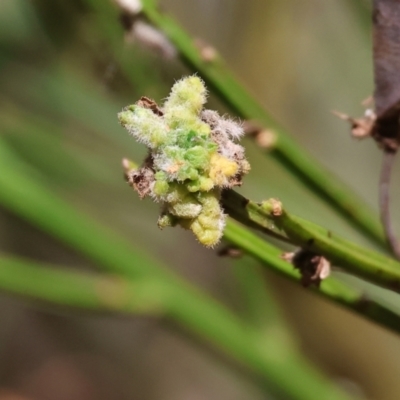 Unidentified Other Plant Gall at Yackandandah, VIC - 23 Feb 2024 by KylieWaldon