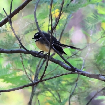 Rhipidura albiscapa (Grey Fantail) at Yackandandah, VIC - 24 Feb 2024 by KylieWaldon