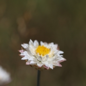 Leucochrysum alpinum at Bimberi Nature Reserve - 24 Feb 2024