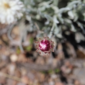 Leucochrysum alpinum at Bimberi Nature Reserve - 24 Feb 2024 11:43 AM