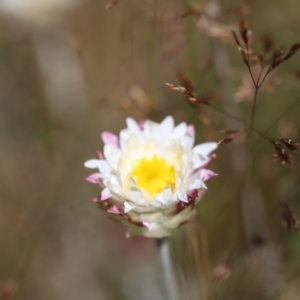 Leucochrysum alpinum at Bimberi Nature Reserve - 24 Feb 2024