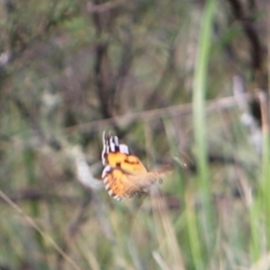 Vanessa kershawi at Namadgi National Park - 24 Feb 2024 12:55 PM