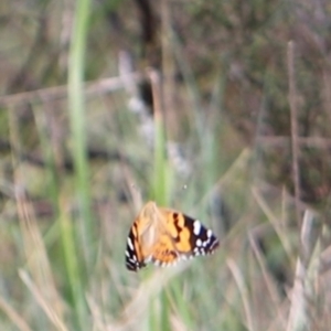 Vanessa kershawi at Namadgi National Park - 24 Feb 2024 12:55 PM