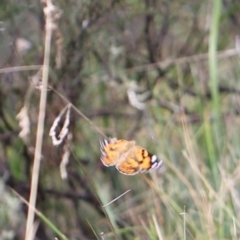 Vanessa kershawi at Namadgi National Park - 24 Feb 2024 12:55 PM