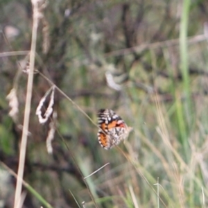 Vanessa kershawi at Namadgi National Park - 24 Feb 2024 12:55 PM