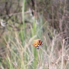 Vanessa kershawi at Namadgi National Park - 24 Feb 2024 12:55 PM