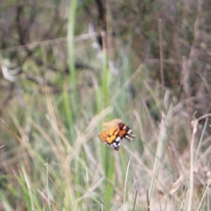 Vanessa kershawi at Namadgi National Park - 24 Feb 2024 12:55 PM