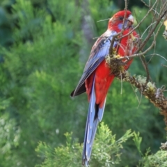 Platycercus elegans (Crimson Rosella) at Yackandandah, VIC - 23 Feb 2024 by KylieWaldon