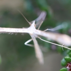 Platyptilia celidotus (Plume Moth) at Namadgi National Park - 24 Feb 2024 by JimL