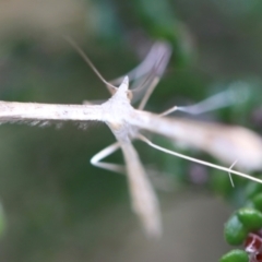 Platyptilia celidotus (Plume Moth) at Cotter River, ACT - 24 Feb 2024 by JimL