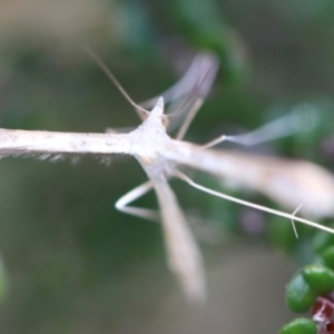 Platyptilia celidotus at Namadgi National Park - 24 Feb 2024