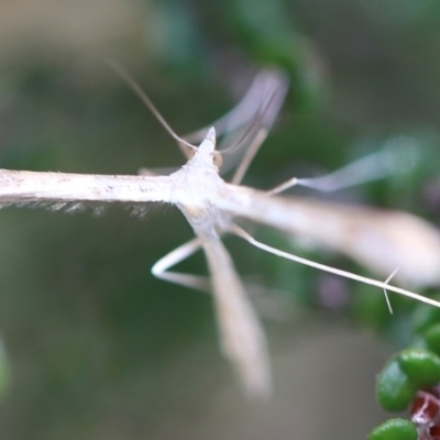 Platyptilia celidotus (Plume Moth) at Cotter River, ACT - 24 Feb 2024 by JimL