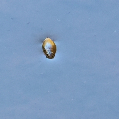 Unidentified Water beetle (several families) at Yackandandah, VIC - 23 Feb 2024 by KylieWaldon