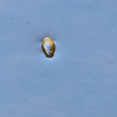 Unverified Water beetle (several families) at Yackandandah, VIC - 24 Feb 2024 by KylieWaldon