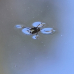 Tenagogerris euphrosyne at Yackandandah, VIC - 23 Feb 2024 by KylieWaldon