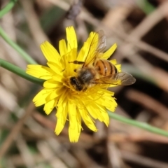 Apis mellifera (European honey bee) at Yackandandah, VIC - 23 Feb 2024 by KylieWaldon
