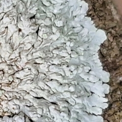 Unidentified Lichen at Wairo Beach and Dolphin Point - 24 Feb 2024 by trevorpreston