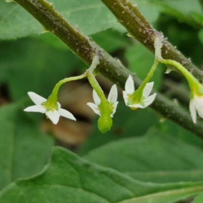 Solanum chenopodioides (Whitetip Nightshade) at Wairo Beach and Dolphin Point - 24 Feb 2024 by trevorpreston