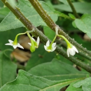 Solanum chenopodioides at Wairo Beach and Dolphin Point - 24 Feb 2024 03:57 PM