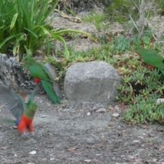 Alisterus scapularis (Australian King-Parrot) at Emu Creek - 24 Feb 2024 by JohnGiacon