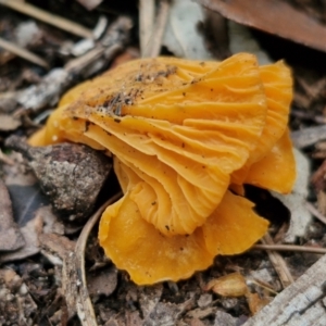 Cantharellus concinnus at Ulladulla Wildflower Reserve - 24 Feb 2024 03:16 PM