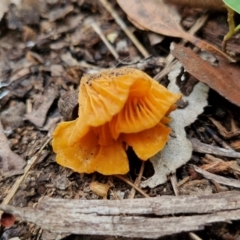 Cantharellus concinnus at Ulladulla Wildflower Reserve - 24 Feb 2024 03:16 PM