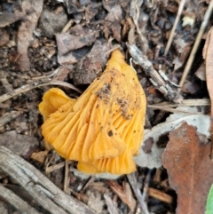 Cantharellus concinnus at Ulladulla Wildflower Reserve - 24 Feb 2024 03:16 PM