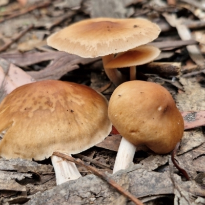 Unidentified Cap on a stem; gills below cap [mushrooms or mushroom-like] at Ulladulla, NSW - 24 Feb 2024 by trevorpreston