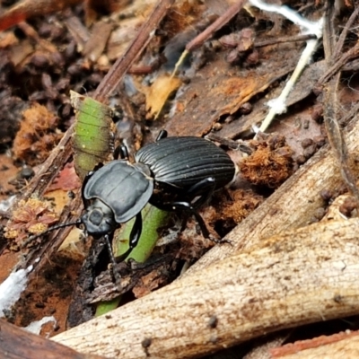 Cardiothorax monarensis (Darkling beetle) at Ulladulla Wildflower Reserve - 24 Feb 2024 by trevorpreston