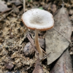 Unidentified Cap on a stem; gills below cap [mushrooms or mushroom-like] at Ulladulla, NSW - 24 Feb 2024 by trevorpreston