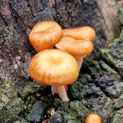 Unidentified Cap on a stem; gills below cap [mushrooms or mushroom-like] at Ulladulla Wildflower Reserve - 24 Feb 2024 by trevorpreston