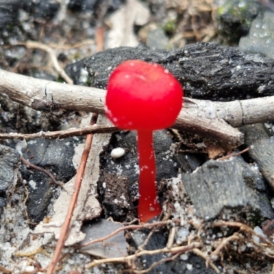 Hygrocybe sp. ‘red’ (A Waxcap) at Ulladulla Wildflower Reserve - 24 Feb 2024 by trevorpreston