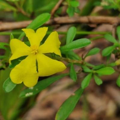 Hibbertia linearis at Ulladulla Wildflower Reserve - 24 Feb 2024 by trevorpreston