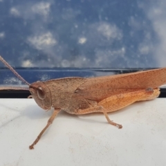 Goniaea carinata (Black kneed gumleaf grasshopper) at Rugosa - 16 Feb 2024 by SenexRugosus