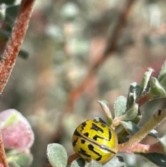 Paropsisterna obliterata (Obliterate Melaleuca Leaf Beetle) at Mt Holland - 19 Feb 2024 by JaneR