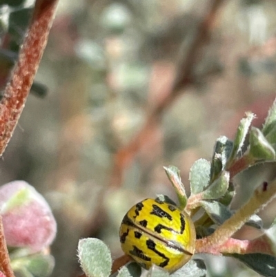 Paropsisterna obliterata (Obliterate Melaleuca Leaf Beetle) at Mt Holland - 19 Feb 2024 by JaneR