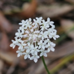 Trachymene incisa subsp. incisa at Ulladulla Wildflower Reserve - 24 Feb 2024 by trevorpreston
