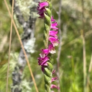 Spiranthes australis at Mt Holland - suppressed