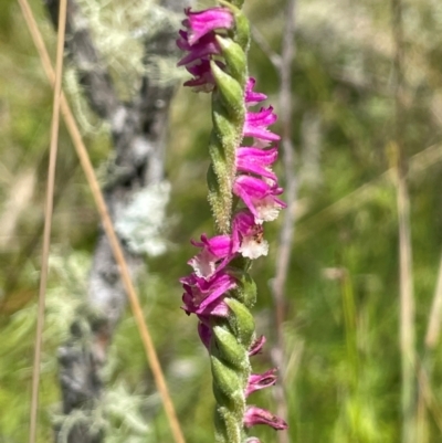 Spiranthes australis (Austral Ladies Tresses) at Mt Holland - 19 Feb 2024 by JaneR