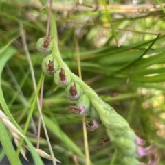 Spiranthes australis at Mt Holland - suppressed