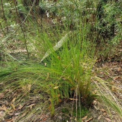 Lepidosperma urophorum (Tailed Rapier-sedge) at Ulladulla, NSW - 24 Feb 2024 by trevorpreston