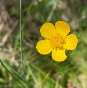 Ranunculus lappaceus at Mt Holland - 19 Feb 2024